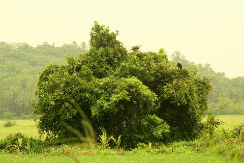 Birds in Goa - Download Goa Photos